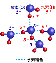 図1　中心の水分子が作る水素結合の模式図