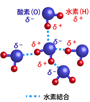 図1 中心の水分子が作る水素結合の模式図