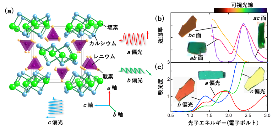 図２　（a）Ca3ReO5Cl2の結晶構造と入射光の偏光方向。5つの酸素がピラミッド型にレニウムと結合している。（b）本研究で合成した新物質Ca3ReO5Cl2の結晶を様々な方向から観察した写真と、その可視光領域での透過率。bc面は低エネルギーの光だけを透過するため、茶色をしているが、ab面とac面は緑色の光に対応する2.4電子ボルト付近の光を透過するため緑色に見える。（c）結晶を偏光板を通して観察した時の写真とその吸光度スペクトル。入射光の偏光方向は、それぞれ結晶のa、b、c軸方向に向いている。1から2.5電子ボルトのエネルギーに存在する光吸収のピークは、レニウムのd電子の励起に対応している。 