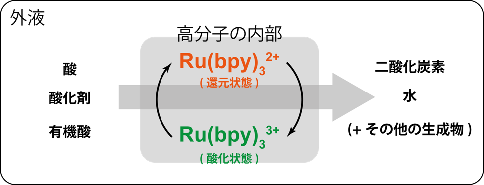 図２： BZ反応のイメージ BZ反応は酸・酸化剤・有機酸をルテニウムビピリジン錯体(Ru(bpy)3)と共に共存させると、酸化剤と有機酸が二酸化炭素や水に変化する化学反応の中で、この反応を進める役割を持つRu(bpy)3の酸化・還元状態が周期変化する。本研究では、高分子にRu(bpy)3を入れ込むことでこの酸化還元振動を溶液全体の流動しやすさ(粘性率)や硬さ・柔らかさ(弾性率)といった性質に変換することに成功した。