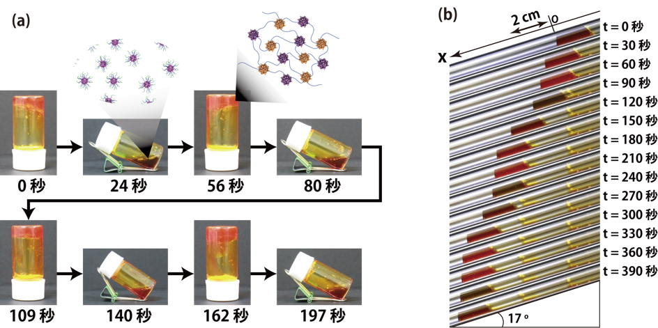 図４：高分子溶液がゾル-ゲル振動する様子の直接観測 (a)溶液の流動性が明確に変化し、ゲル状態（0秒、56秒、109秒、162秒）では液体は固まってゲルになっているが、ゾル状態（24秒、80秒、140秒、197秒）では流動性がある。 (b)この溶液を管の中に入れ、傾けて静置すると、ゾル-ゲル振動にあわせて溶液が動いたり止まったりする様子が観測された。