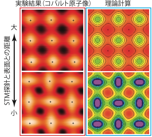 図２　走査トンネル顕微鏡において、探針と表面との距離を変化させた際に見られた重い電子超伝導体CeCoIn5表面のコバルト原子像の変化（左側）と理論計算（右側）との比較。探針が表面から離れている際には、球状の原子像が見えているのに対し、距離が近いと原子が縦方向、横方向に交互に伸びたような構造が観察されている。この現象は、理論計算によって良く再現されている。