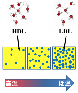 図１． 水のミクロ不均一構造モデル