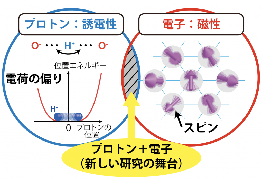 図1 本研究の概念図。水素結合上のプロトンが動くことで、電荷の偏りが現れて誘電性が生じる。質量の軽いプロトンは、低温でも量子揺らぎによって動きやすい特徴を持つ。一方、電子のスピンは物質の磁性を担う。本研究では、プロトンと電子が連動する新しい研究の舞台に着目した。