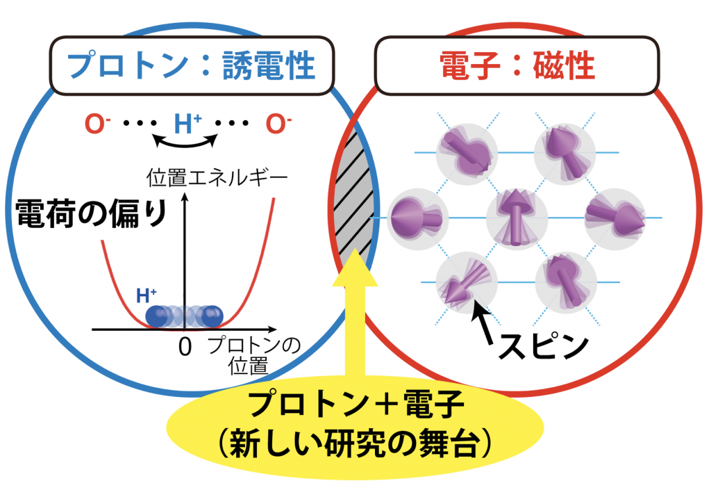 図1　本研究の概念図。水素結合上のプロトンが動くことで、電荷の偏りが現れて誘電性が生じる。質量の軽いプロトンは、低温でも量子揺らぎによって動きやすい特徴を持つ。一方、電子のスピンは物質の磁性を担う。本研究では、プロトンと電子が連動する新しい研究の舞台に着目した。