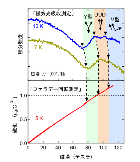図２：CuCrO2の磁気光吸収強度（上図）とファラデー回転測定による磁化（下図） 磁気光吸収強度において、新たな磁気相（Y型、UUD、V型）を示唆する結果が得られた。一方で、磁化は単調に増加しており、予測されていた平坦な構造（プラトー構造）は観測されず、これまでの理論モデルに修正を促す結果となった。
