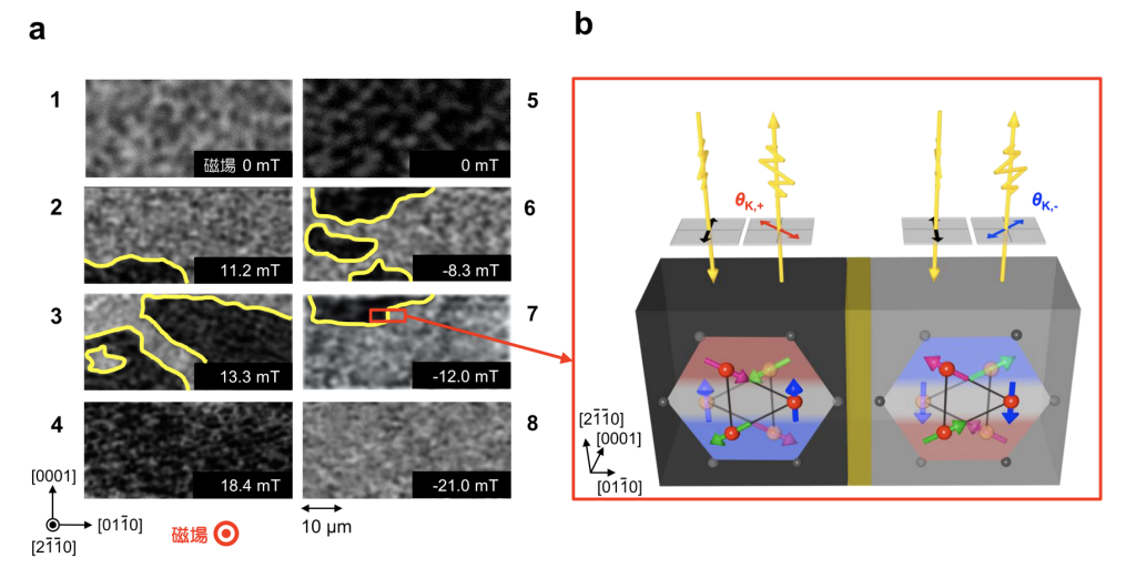 図4 反強磁性金属Mn3Snの磁気光学カー効果による磁気八極子ドメインの直接観察像 (a) 室温での試料表面の観察像。1-8の番号は図3(a)中での各点における測定に対応している。面直方向へ加えられる外部磁場によりコントラストが変化 (灰色⇔黒色) している。黄色部分は磁壁を示している。(b) コントラストに対応した磁気八極子ドメインの概要図。