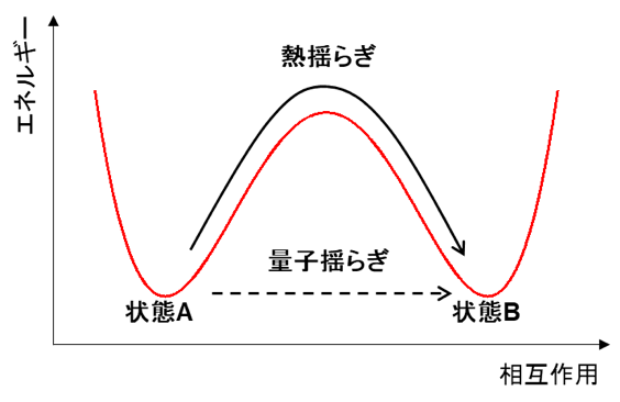 図2：二次相転移における熱揺らぎと量子揺らぎ。 潜熱のない二次相転移で状態Aから状態Bへ変化するときには、熱揺らぎによる経路と量子揺らぎによる経路の2通りがあります。熱揺らぎによる経路（実線矢印）では、化学反応における中間体のように一度エネルギーが高い状態へ励起して状態Bへ変化します。量子揺らぎによる経路（点線矢印）では、トンネル効果により高いエネルギーの状態を経由せず直接状態Bへ変化します。絶対零度に近い極低温では、熱揺らぎが殆どないために量子揺らぎによる経路が支配的となり、絶対零度より十分に高い温度では熱揺らぎによる経路が支配的になります。