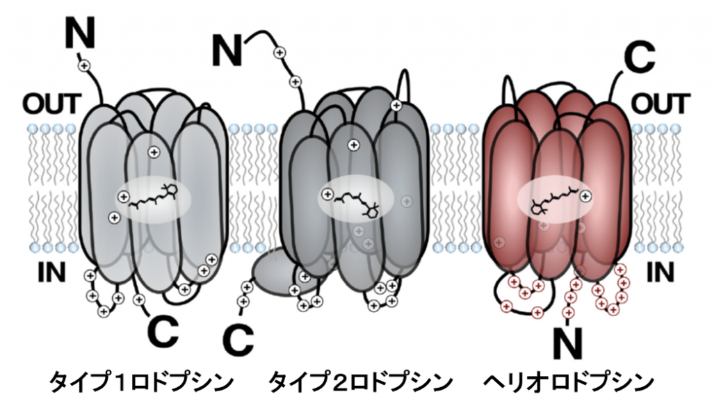 図１　微生物由来のタイプ１ロドプシン（左）、動物が持つタイプ２ロドプシン（中）と今回、新発見のヘリオロドプシン（右） タイプ１ロドプシン、タイプ２ロドプシンがN末端（注６）側を細胞外側に向けているのに対して、ヘリオロドプシンはN末端側を細胞内に向けているという特徴がある。 