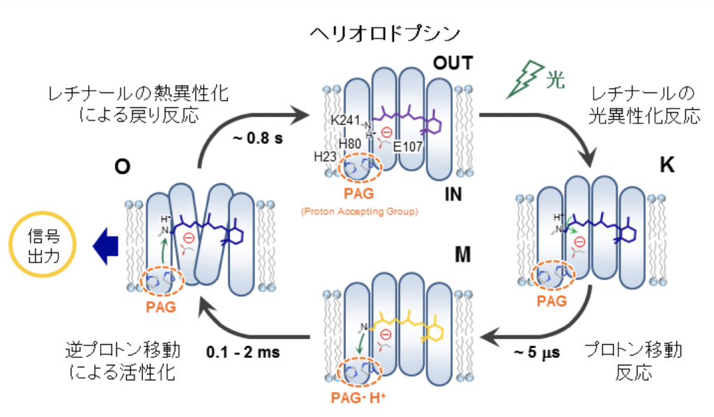 図２　ヘリオロドプシンの光反応サイクル ヘリオロドプシンが光を吸収するとレチナール分子の異性化反応、プロトン移動反応が起こる。アミノ酸配列が大きく異なっているにも関わらず、光反応がサイクルを示し、K, M, Oといった中間体が生成することはタイプ１ロドプシンとよく似ている。一方、詳細な生物物理学的解析によれば、タイプ１とは異なるヘリオロドプシンの特徴も明らかになっている。