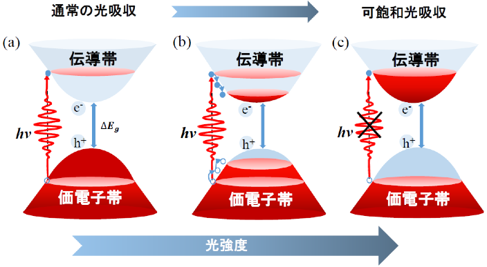 図３. 黒リンにおける光吸収。（a）入射光強度が小さい場合は、光吸収により電子が伝導帯状態に励起され、（b）時間が経過するとやがて伝導帯の底に電子が蓄積する。（c）強い光で伝導帯に励起した場合には、それ以上吸収が起こらず、逆に光を透過させるという「可飽和光吸収」が起こる。