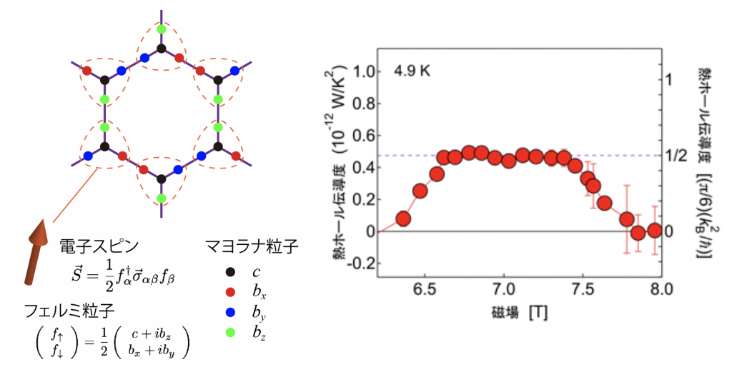 図１：（左）キタエフ模型のイメージ図。蜂の巣格子の格子点上の電子スピンが複数のマヨラナ粒子に分裂する。（右）α-RuCl3の熱ホール伝導度の磁場依存性。磁場を変化させると、ある磁場範囲で熱ホール伝導度が量子化熱伝導度（= (π/6)(kB2/ħ)）の1/2倍で一定となり、半整数量子化が観測された。