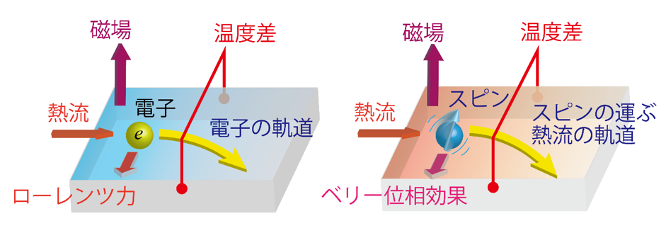 図２　通常の金属［左］と絶縁体［右］における熱ホール効果。 ［左］金属中の熱流は主に電子の流れが担っており、フレミング左手の法則で決まるローレンツ力によって磁場中では電子の軌道は曲げられる。その結果、熱流と磁場の両方に垂直な方向に温度差が現れる熱ホール効果が発生する。 ［右］絶縁体中では電流が流れないためにローレンツ力による熱ホール効果は存在しない。しかし、スピンに対するベリー位相の効果によってスピンの運ぶ熱流が曲げられて、温度差による熱ホール効果として観測された。