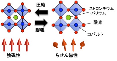 コバルト酸化物の結晶構造と元素置換に伴う膨張・圧縮による磁性変化の概略図