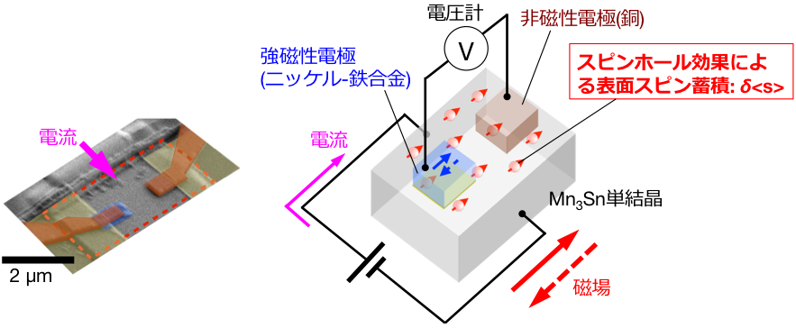 図１：（左）本研究で作製したスピントロニクス素子の捜査電子顕微鏡写真。スケールバーは2 μm。図の赤点線で囲まれた部分がMn3Sn単結晶を薄片化した部分。（右）素子の模式図。電流の印加によりスピンホール効果が生じると、結晶表面にスピン偏極伝導電子が出現する（スピン蓄積）。スピン蓄積は結晶表面上に形成された強磁性電極に生じる電位差を計測することで検出できる。