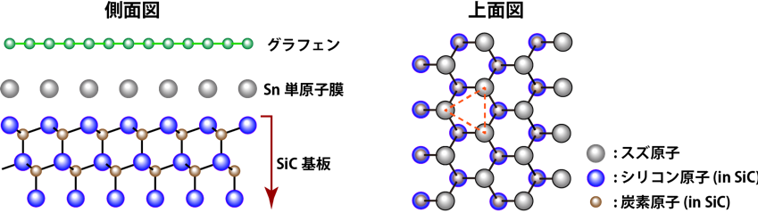 図１ グラフェンでカバーされたシリコンカーバイド（SiC）基板上のスズ（Sn）単原子膜の側面図（左）と上面図（右）。上面図ではグラフェン層を省略している。Sn原子はSiC基板上で三角格子（上面図中の点線）を形成している。