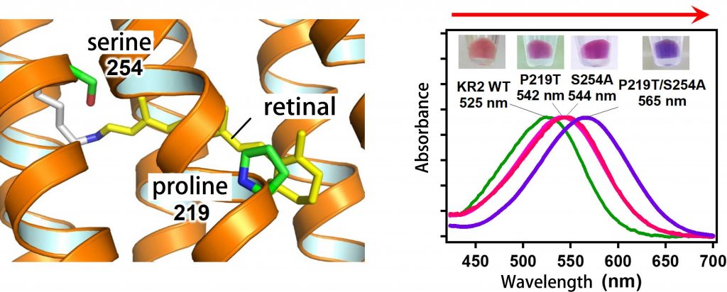 Figure 1: Left: Amino acids (proline 219 and serine 254) in the Na+ pumping rhodopsin modified in this research. Right: Photograph of the rhodopsins in E. coli cells showing longer-wavelength absorption, and the absorption spectra of light showing longer-wavelength shift from the wildtype protein respectively.