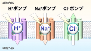 図1：細菌が持つ光で三種類のイオン（H+, Cl-, Na+）を輸送するロドプシン）