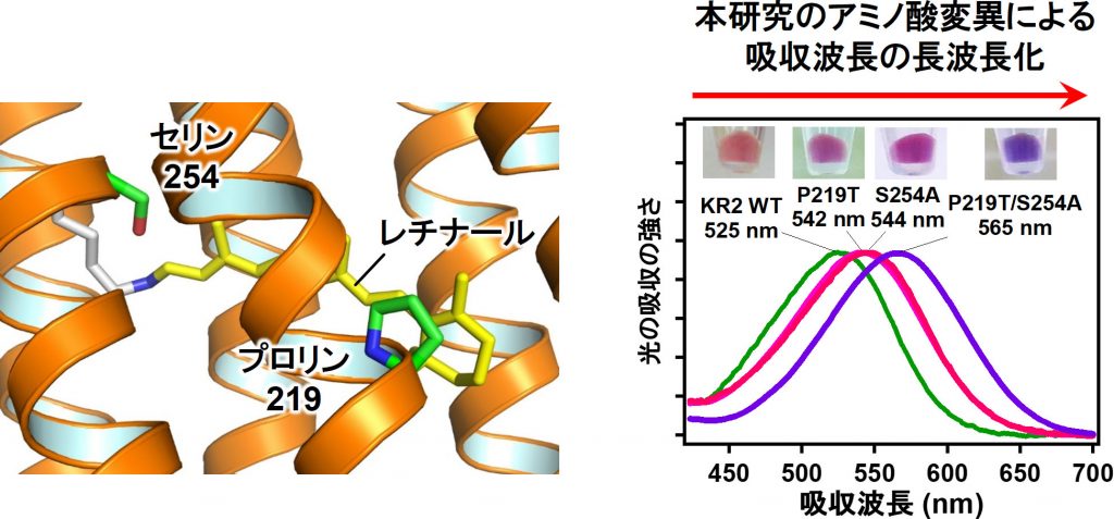 図３：（左）本研究で改変されたNa+ポンプ型ロドプシンの中のアミノ酸（プロリン219とセリン254）、（右）作製された長波長を吸収するロドプシンの写真と、長波長化を示す光の吸収スペクトル