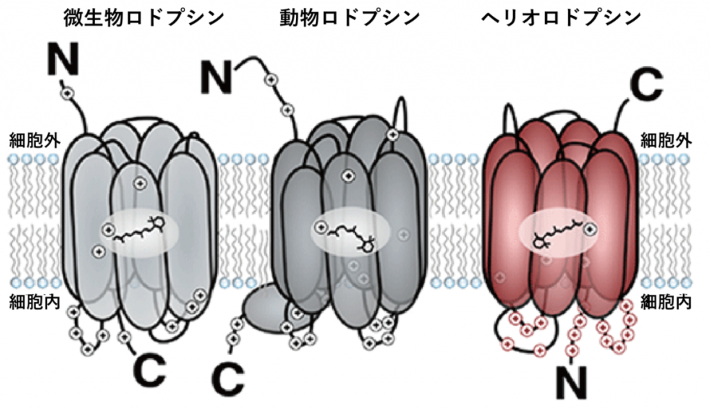 図1　微生物ロドプシン（左）、動物ロドプシン（中）とヘリオロドプシン（右）