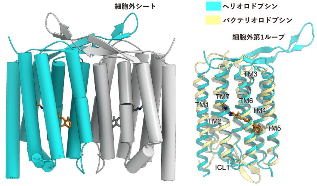 図2　ヘリオロドプシンの全体構造
