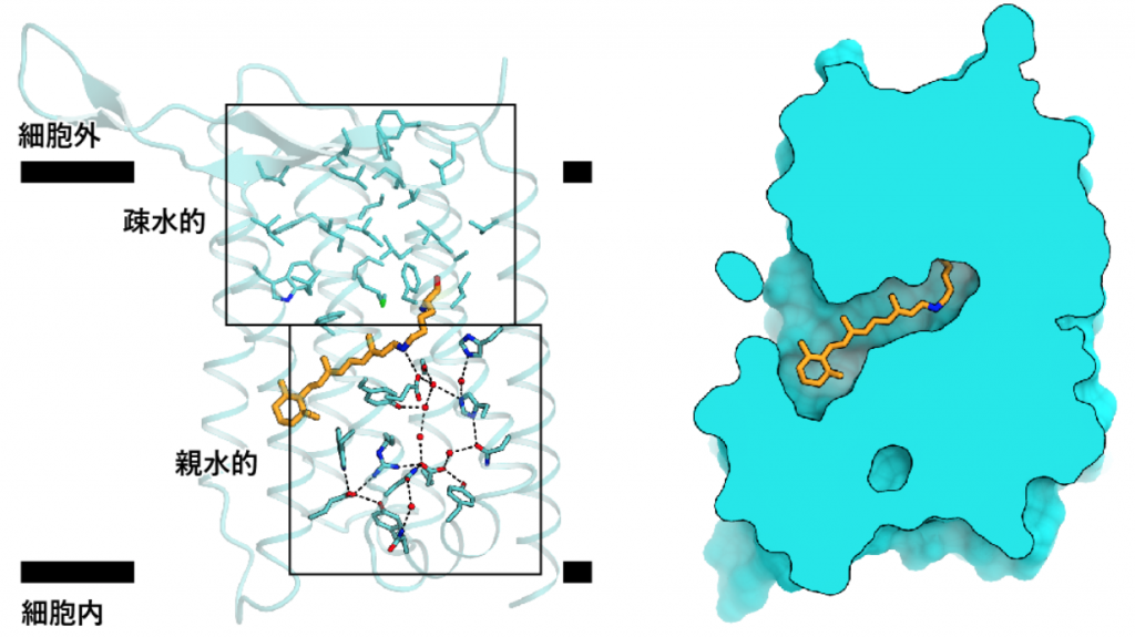 図4　ヘリオロドプシンの分子内相互作用