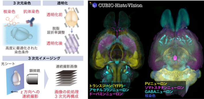 UBIC-HistoVIsion の概略（左）とマウス全脳のマルチカラーイメージング例（右）