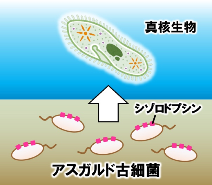 図1　最初の真核生物は、太古の地球上でアスガルド古細菌に近縁な原核生物から進化したと考えられている。