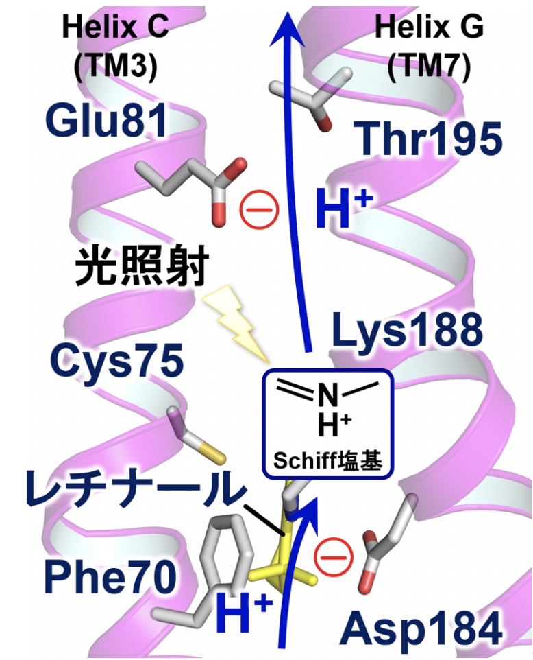 図3　本研究で明らかになったシゾロドプシンの分子内部における水素イオン（H+）輸送メカニズム
