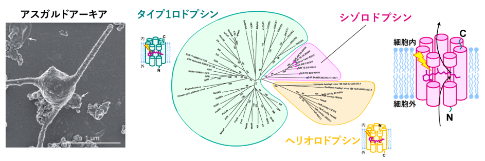 fig1