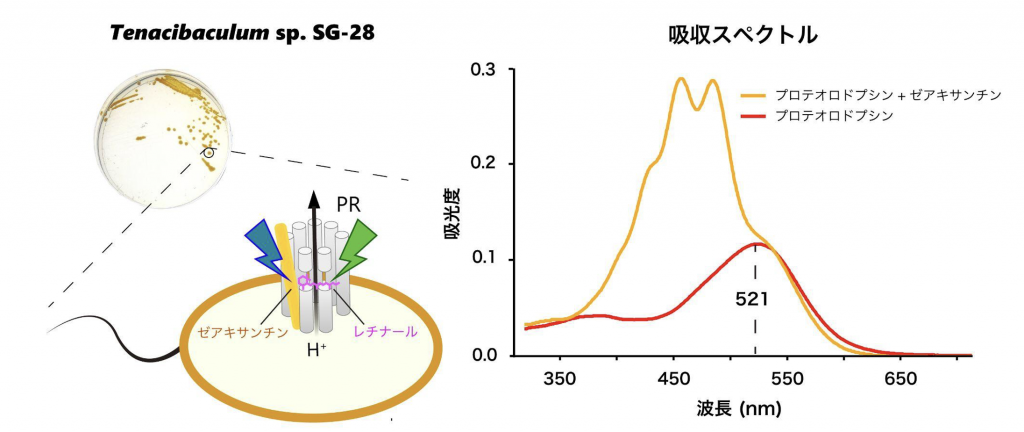 fig4