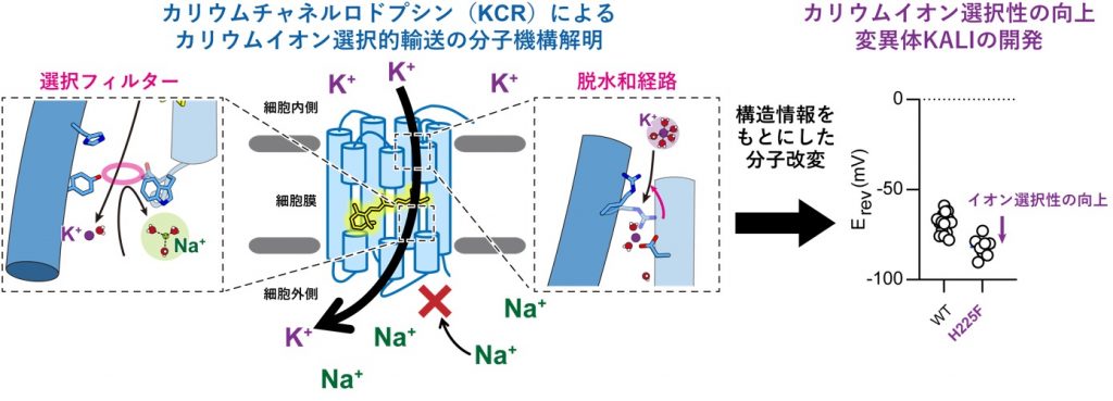 本研究の概略