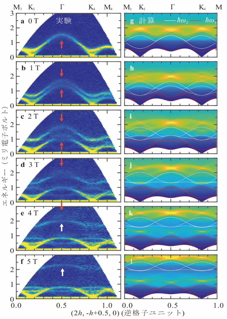 fig2 図1:a-f 磁場下の RbFeCl3 の中性子スペクトル。g-l 計算された 2 マグノン状態密 度。白実線と赤実線は計算されたスピン波モード
