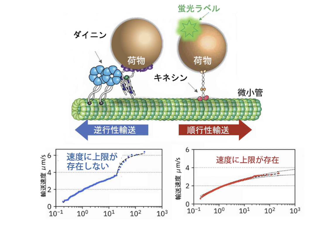 fig1_モータータンパク質「ダイニン」と「キネシン」の蛍光イメージング模式図（上）および両タンパク質の輸送速度の極値統計解析結果（下）