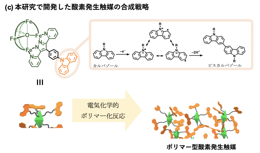 fig1c