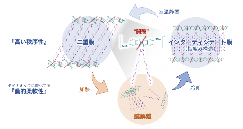 柔軟性と秩序性を両立した新有機常磁性体を開発～フレキシブルデバイスへの応用に期待～