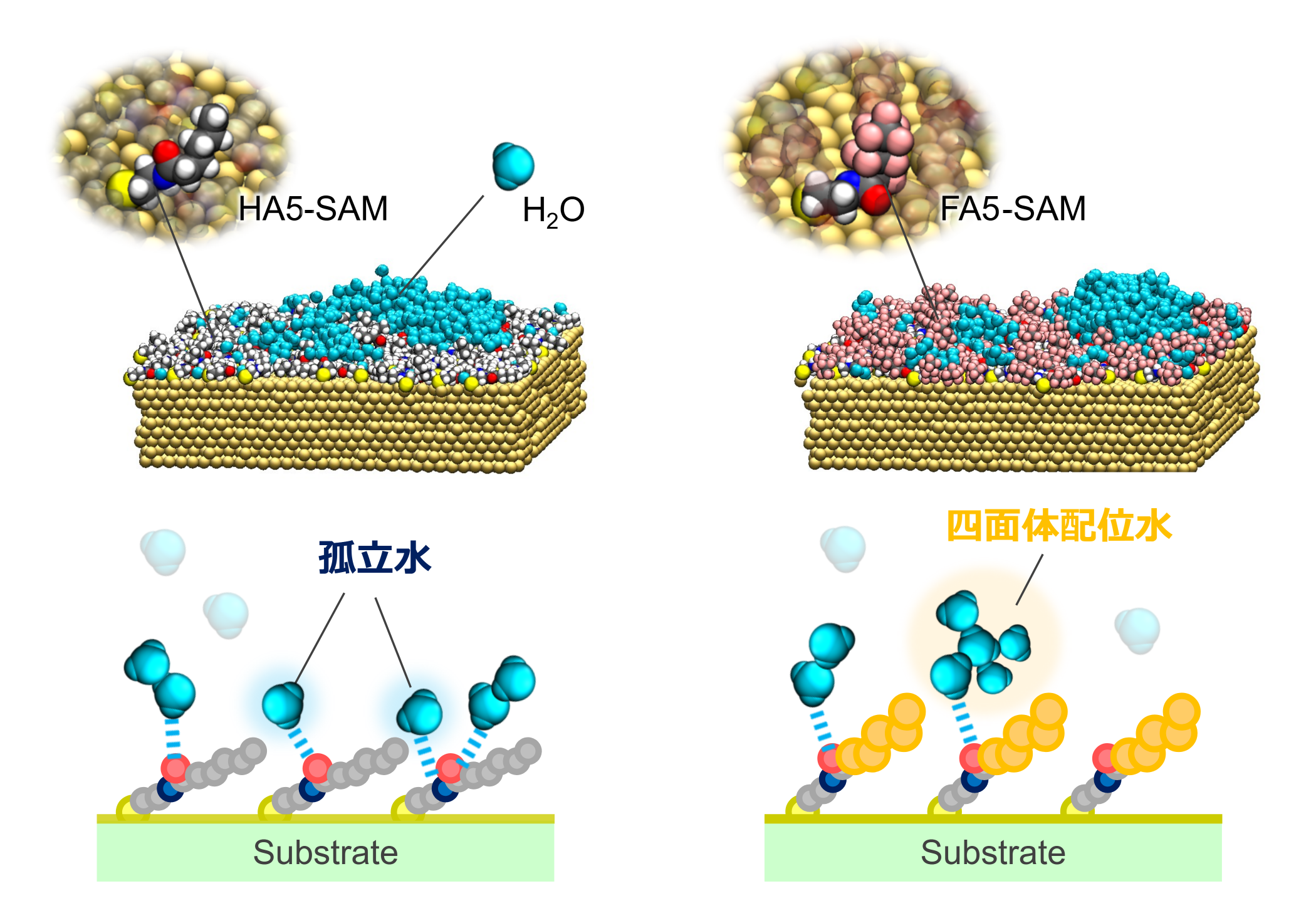 sam-hydrophobic-hydration-fig2