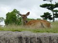 DSC00014.JPG
